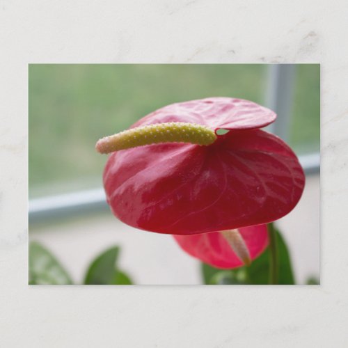 Anthurium red green bloom photography postcard