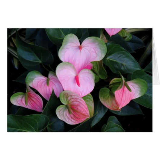 Anthuriums Cards (Front Horizontal)