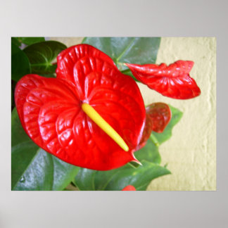 Anthuriums Poster