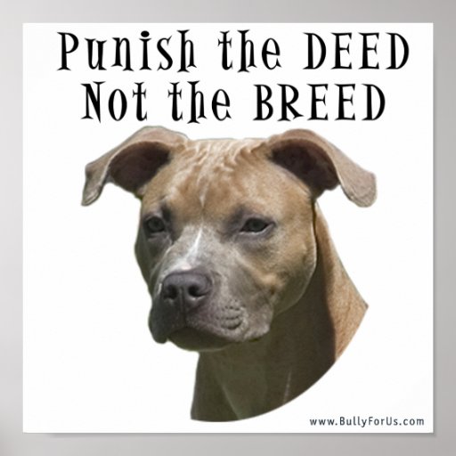 Pitbull Posters, Pitbull Prints, Art Prints, Poster Designs