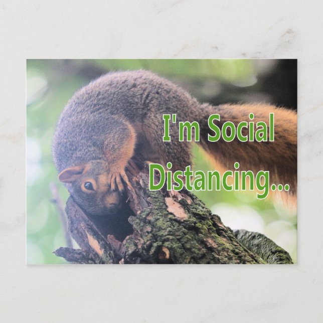 Anti social squirrel postcard (Front)