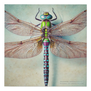Antidythemis dragonfly 280924IREF226 - Watercolor Faux Canvas Print