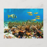 Antigua and Barbuda coral reef Postcard