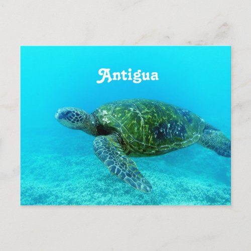 Antigua Hawk Billed Turtle Postcard