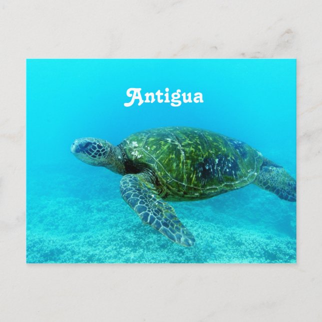 Antigua Hawk Billed Turtle Postcard (Front)