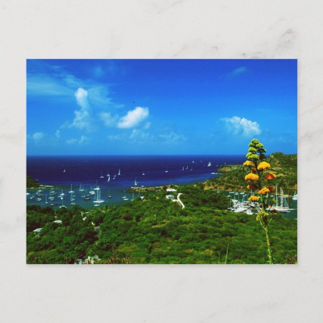 Antigua Sailboat races Postcard (Front)