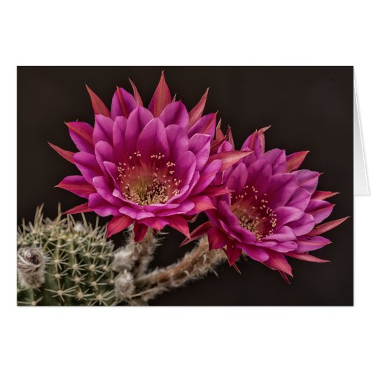 Antimatter blooms cards (Front Horizontal)