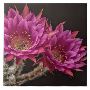 Antimatter blooms ceramic tile