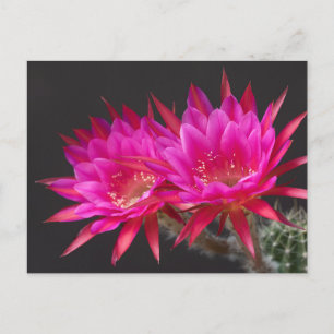 Antimatter Cactus Flower times two Postcard