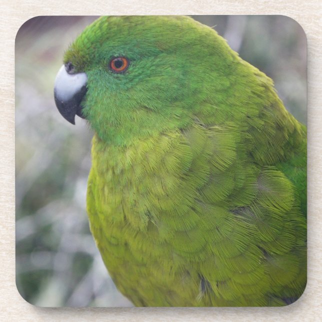 Antipodes Island Parakeet Drink Coaster (Front)