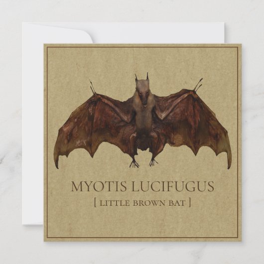 Antiquated Bat Image (Front)