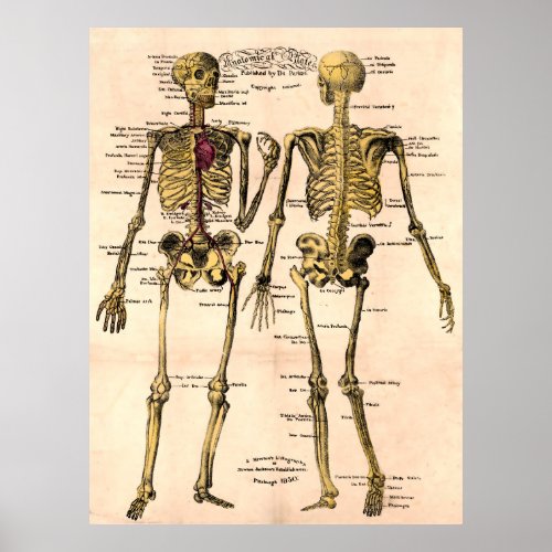 Antique 1830 Anatomical Skeleton Plates Poster