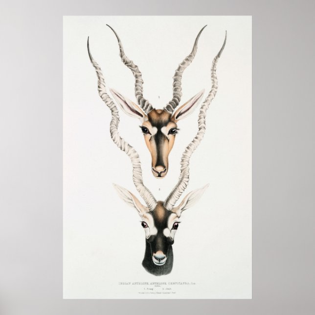 Antique African Antelope Horns Vintage Animal  Poster (Front)