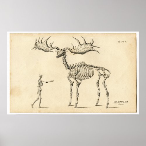 Antique Anatomical Walking Skeleton Man  Elk Poster