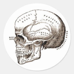 Antique Anatomy Anatomical Skull Classic Round Sticker