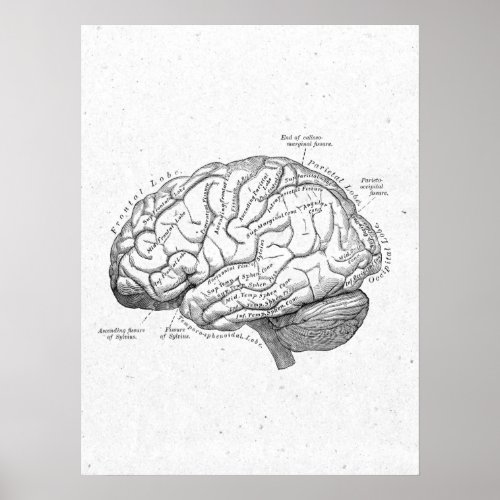 Antique Anatomy Brain Vintage Poster