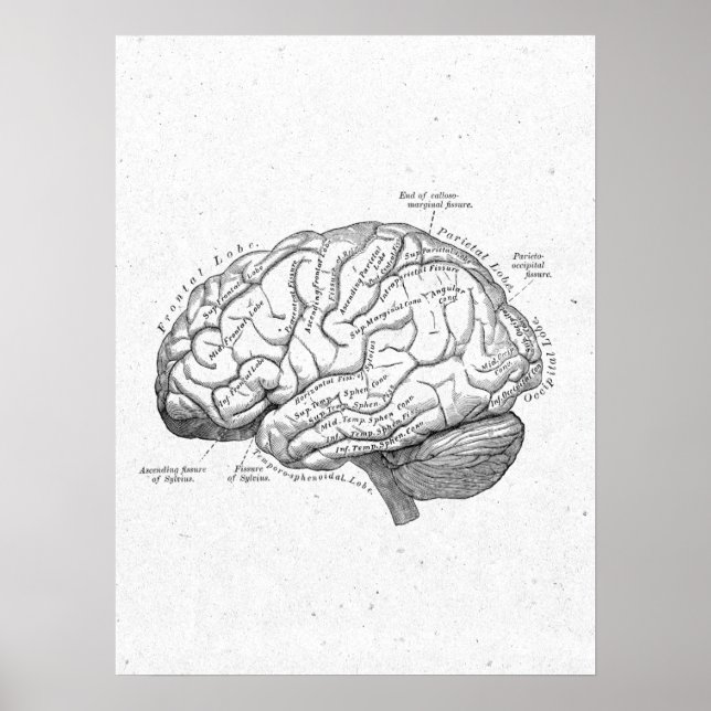 Antique Anatomy Brain Vintage Poster (Front)