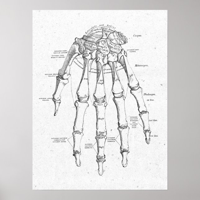 Antique Anatomy Hand Bones Vintage Poster (Front)