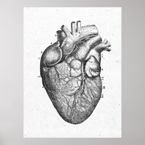Antique Anatomy Heart Vintage Poster