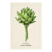 Antique Artichoke Botanical Illustration | Kitchen
