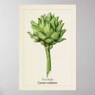 Antique Artichoke Botanical Illustration | Kitchen Poster
