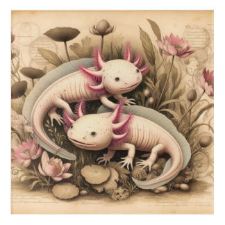 Antique Axolotl Illustration Aquatic Botanicals  Acrylic Print