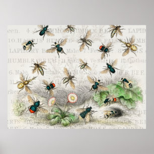 Antique Bee Honey Worker Queen Bees Vintage Poster