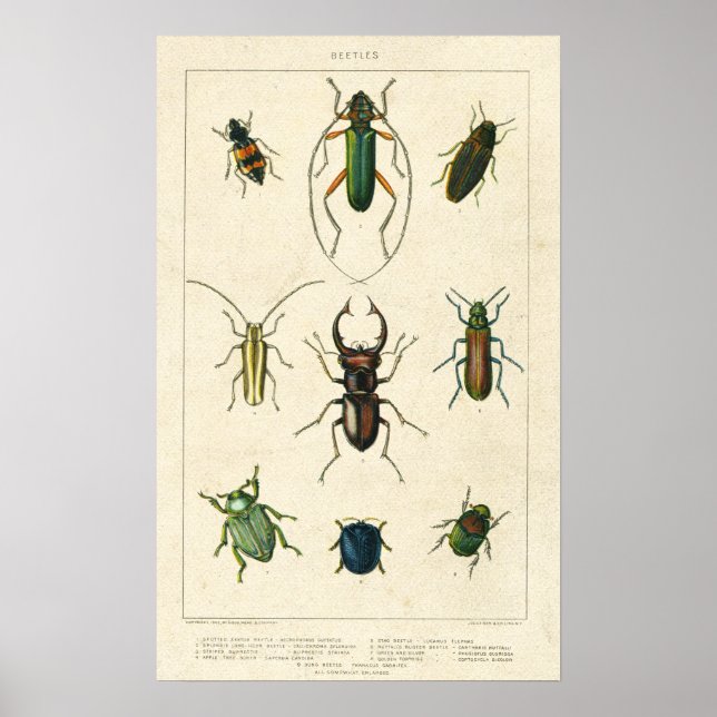 Antique Beetle Chart on Old Stained Paper (Front)