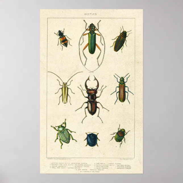 Antique Beetle Chart on Old Stained Paper | Zazzle