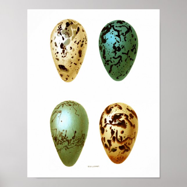 Antique Bird Eggs Print no.8 Easter Spring Decor (Front)