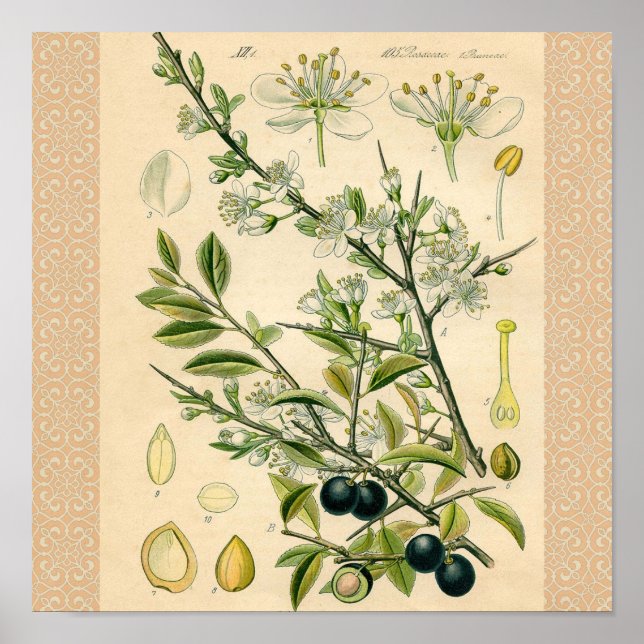Antique Blackthorn Botanical Print Flower Berry (Front)