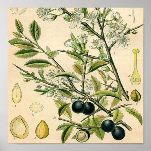 Antique Blackthorn Botanical Print Flower Berry