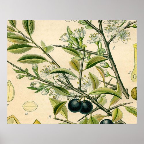 Antique Blackthorn Botanical Print Flower Berry