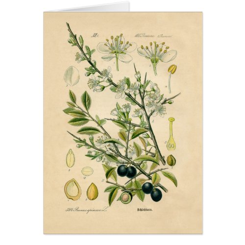 Antique Blackthorn Botanical Print Flower Berry