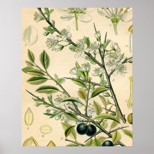 Antique Blackthorn Botanical Print Flower Berry