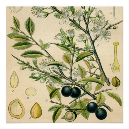 Antique Blackthorn Botanical Print Flower Berry