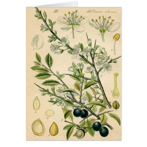 Antique Blackthorn Botanical Print Flower Berry