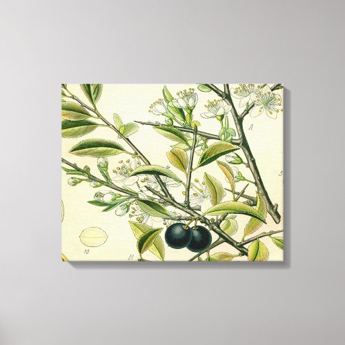 Antique Blackthorn Botanical Print Flower Berry