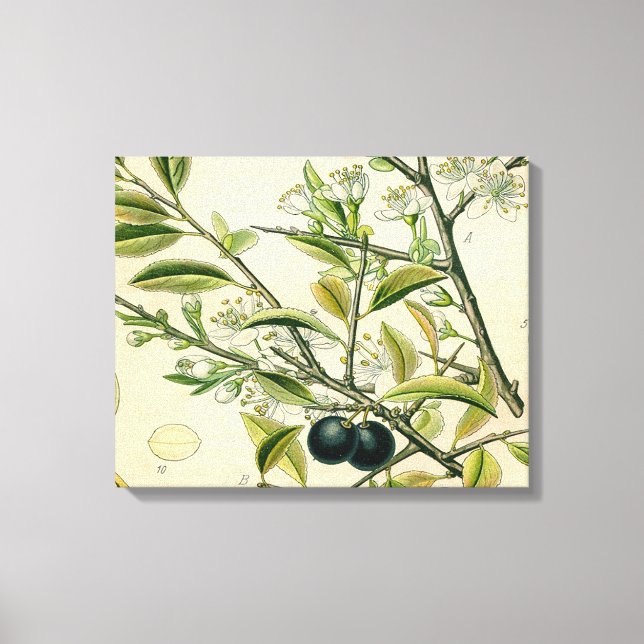 Antique Blackthorn Botanical Print Flower Berry (Front)