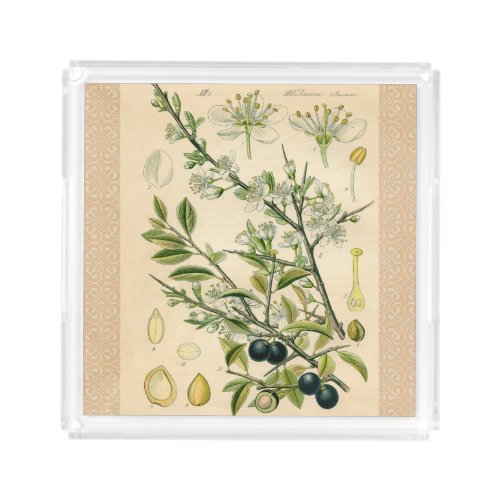 Antique Blackthorn Botanical Print Flower Berry Acrylic Tray
