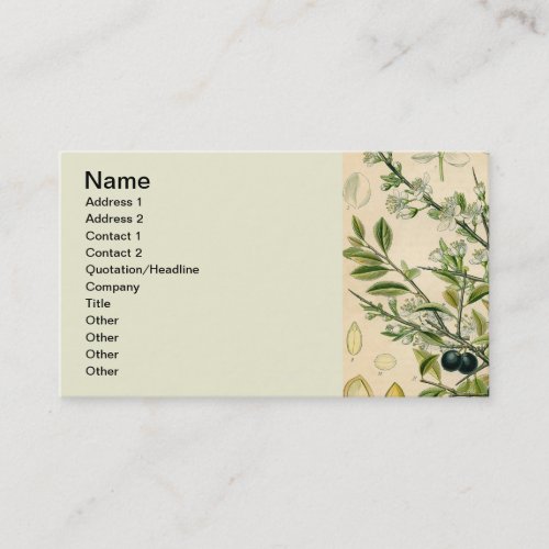 Antique Blackthorn Botanical Print Flower Berry Business Card