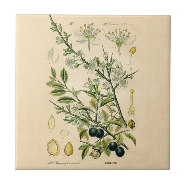 Antique Blackthorn Botanical Print Flower Berry Ceramic Tile (Front)
