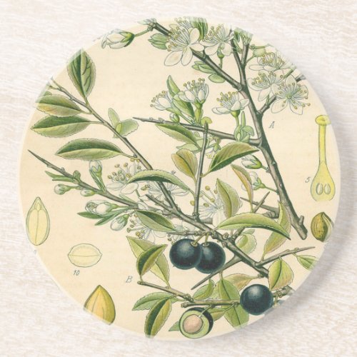 Antique Blackthorn Botanical Print Flower Berry Drink Coaster