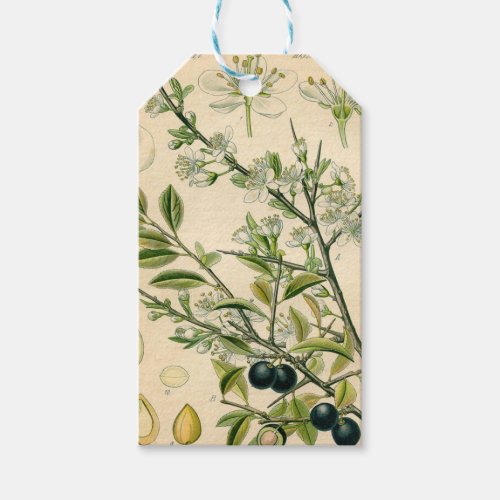 Antique Blackthorn Botanical Print Flower Berry Gift Tags