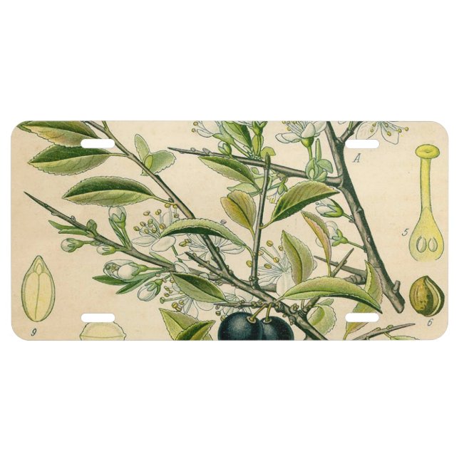 Antique Blackthorn Botanical Print Flower Berry License Plate (Front)