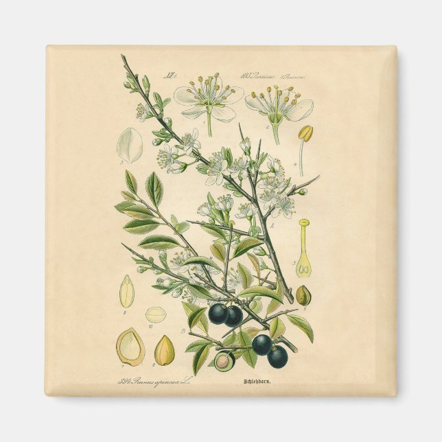 Antique Blackthorn Botanical Print Flower Berry Magnet (Front)