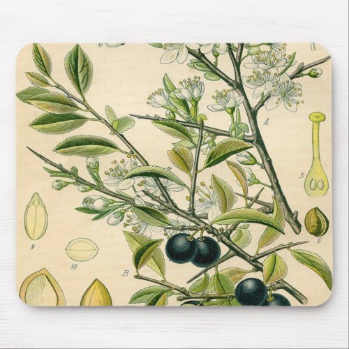 Antique Blackthorn Botanical Print Flower Berry Mouse Pad