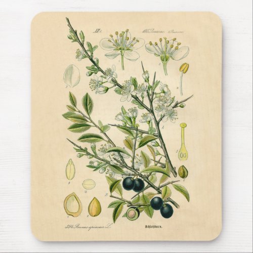 Antique Blackthorn Botanical Print Flower Berry Mouse Pad