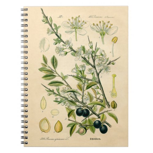 Antique Blackthorn Botanical Print Flower Berry Notebook