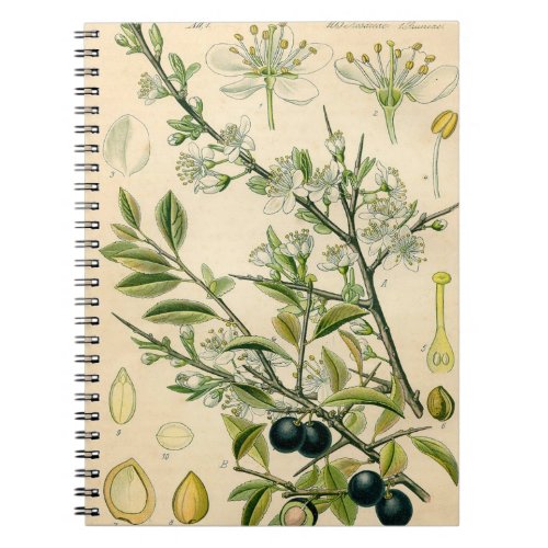 Antique Blackthorn Botanical Print Flower Berry Notebook